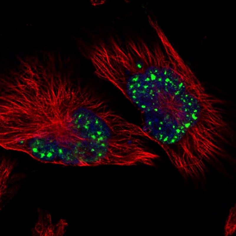 SON Antibody - BSA Free Immunocytochemistry/ Immunofluorescence: SON Antibody [NBP1-88706]