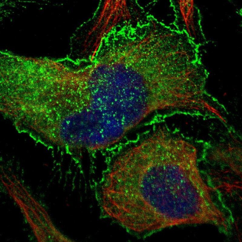 BAIAP2 Antibody - BSA Free Immunocytochemistry/ Immunofluorescence: BAIAP2 Antibody [NBP1-88711]