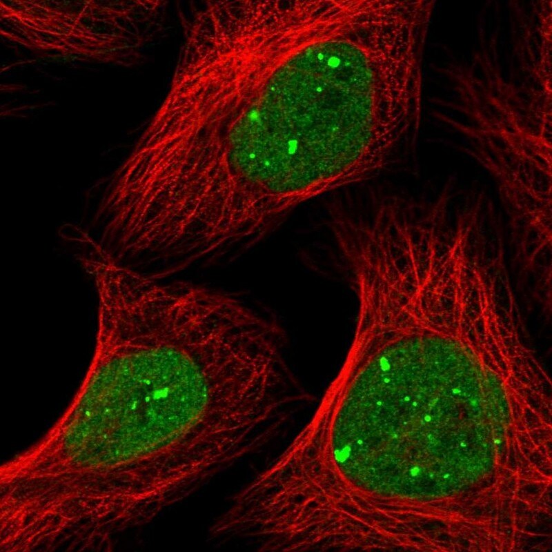 RNF2 Antibody - BSA Free Immunocytochemistry/ Immunofluorescence: RNF2 Antibody [NBP1-88712]