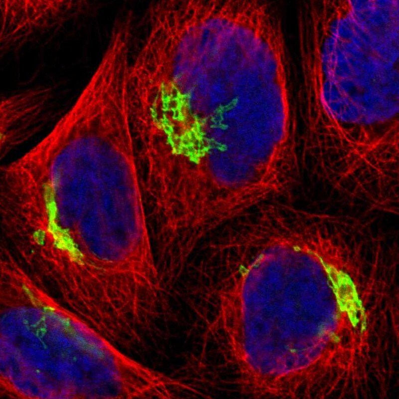 GOLM1 Antibody - BSA Free Immunocytochemistry/ Immunofluorescence: GOLM1 Antibody [NBP1-88775]