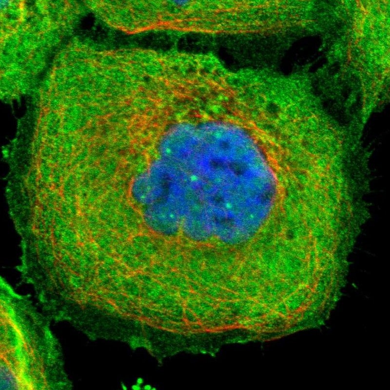 OBSCN Antibody - BSA Free Immunocytochemistry/ Immunofluorescence: OBSCN Antibody [NBP1-88818]
