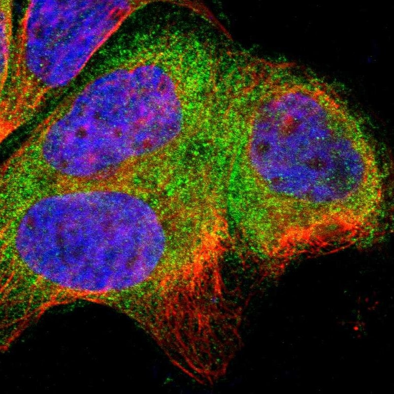 SH3BP1 Antibody - BSA Free Immunocytochemistry/ Immunofluorescence: SH3BP1 Antibody [NBP1-88827]