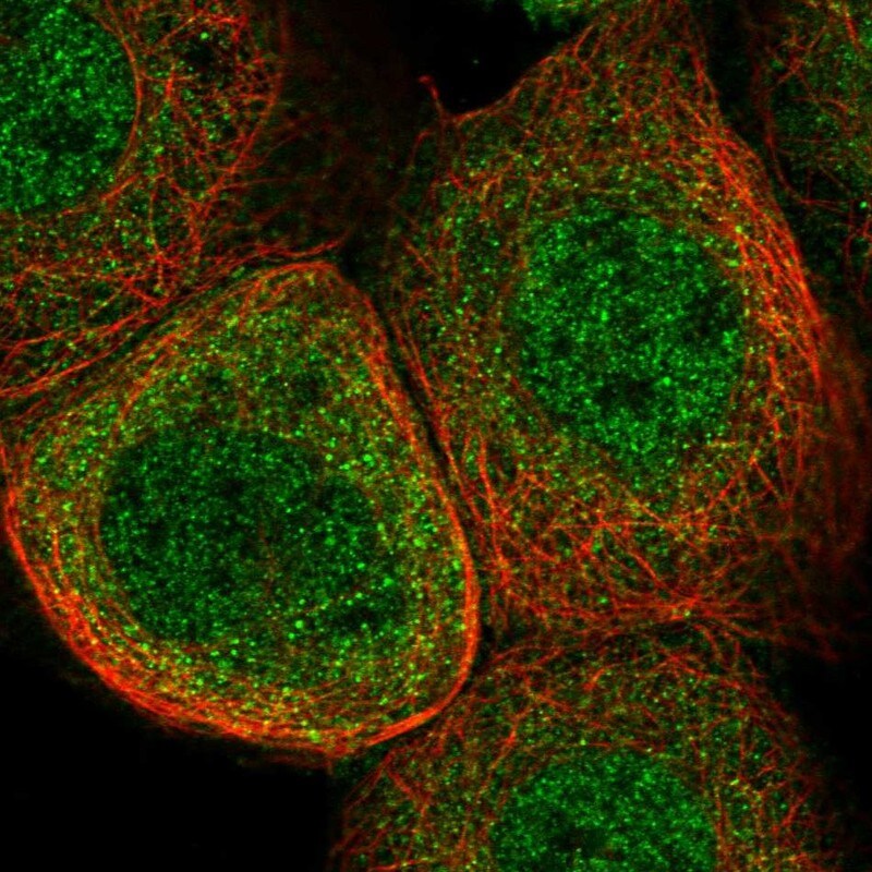 SRGAP2 Antibody - BSA Free Immunocytochemistry/ Immunofluorescence: SRGAP2 Antibody [NBP1-88830]