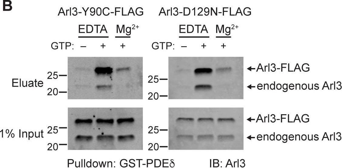 ARL3 Antibody - BSA Free