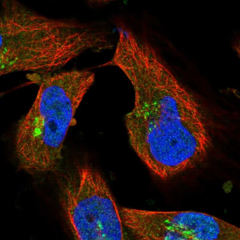 ARFGEF1 Antibody - BSA Free Immunocytochemistry/ Immunofluorescence: ARFGEF1 Antibody [NBP1-88840]