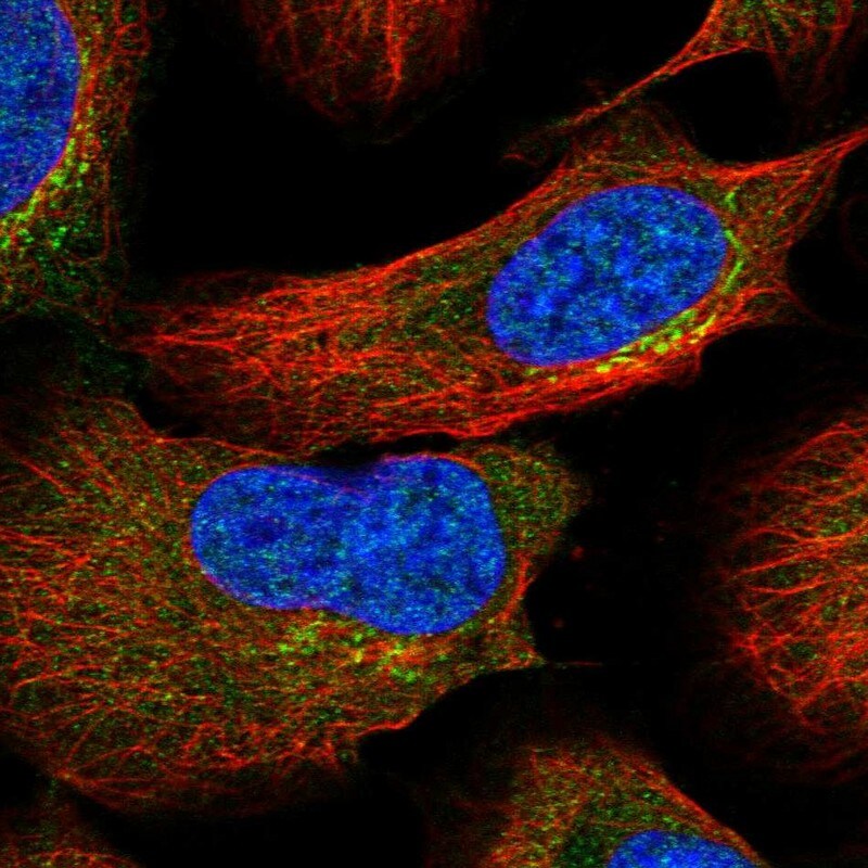 ASCC3 Antibody - BSA Free Immunocytochemistry/ Immunofluorescence: ASCC3 Antibody [NBP1-88854]