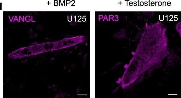 PARD3/Par3 Antibody