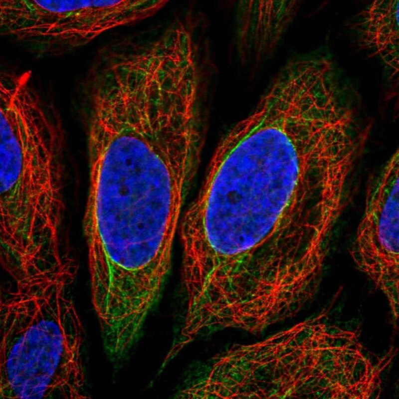 TRIM29 Antibody - BSA Free Immunocytochemistry/ Immunofluorescence: TRIM29 Antibody [NBP1-88875]