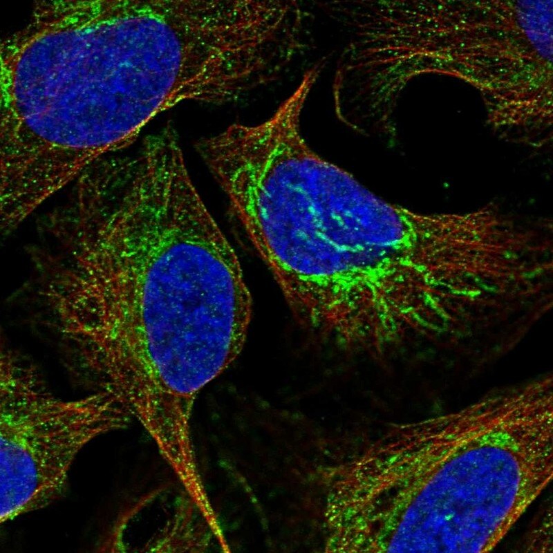 ATP5J Antibody - BSA Free Immunocytochemistry/ Immunofluorescence: ATP5J Antibody [NBP1-88888]