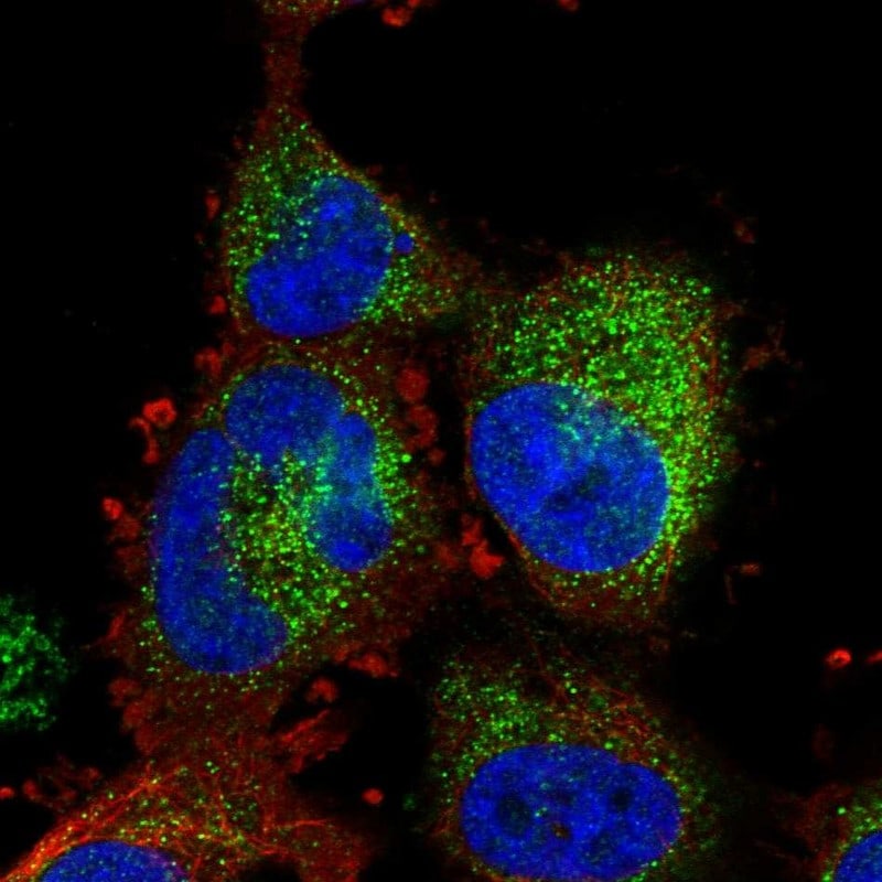 ATP11A Antibody - BSA Free Immunocytochemistry/ Immunofluorescence: ATP11A Antibody [NBP1-88903]