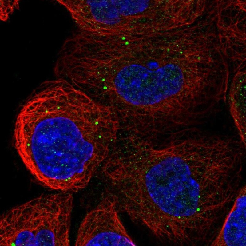 ATP11A Antibody - BSA Free Immunocytochemistry/ Immunofluorescence: ATP11A Antibody [NBP1-88904]