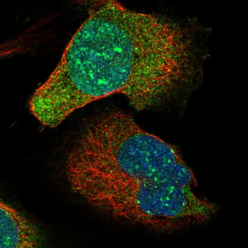 MIS18A Antibody - BSA Free Immunocytochemistry/ Immunofluorescence: MIS18A Antibody [NBP1-88944]