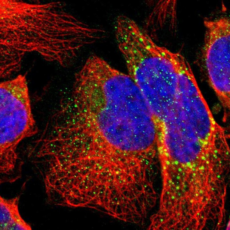 Beta-1,3-N-Acetylglucosaminyltransferase 2/B3GNT2 Antibody - BSA Free Immunocytochemistry/ Immunofluorescence: Beta-1,3-N-Acetylglucosaminyltransferase 2/B3GNT2 Antibody [NBP1-88951]