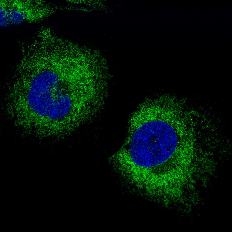 PDZD8 Antibody - BSA Free Immunocytochemistry/ Immunofluorescence: PDZD8 Antibody [NBP1-88975]