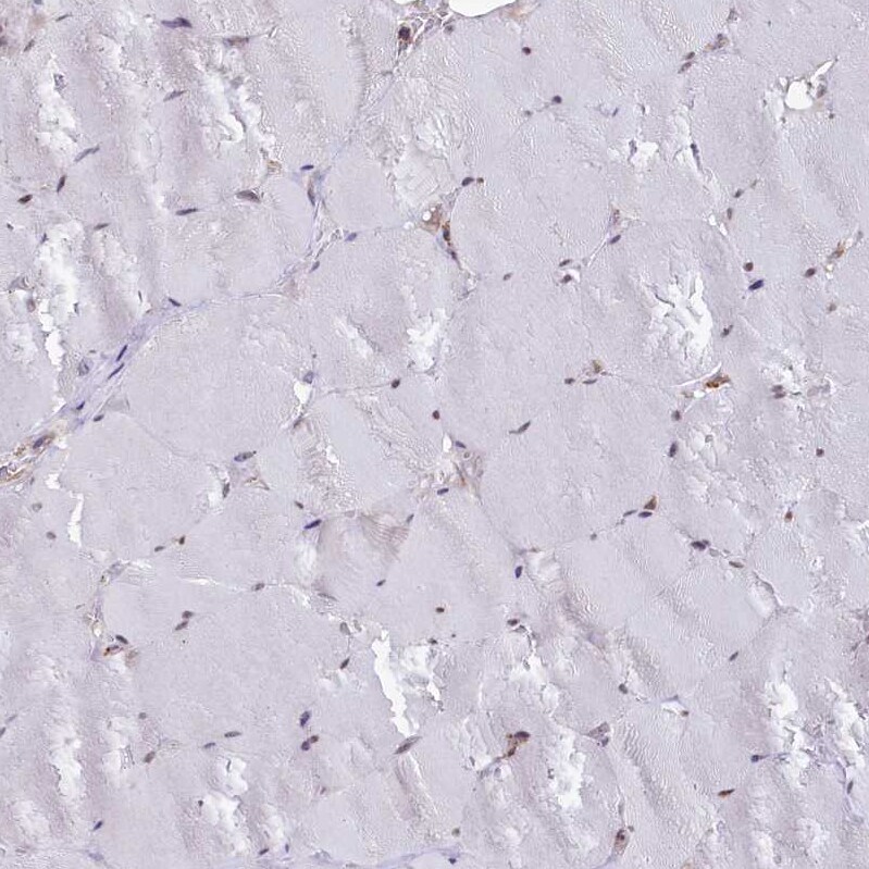 UFM1 Antibody - BSA Free Immunohistochemistry-Paraffin: UFM1 Antibody [NBP1-88977]