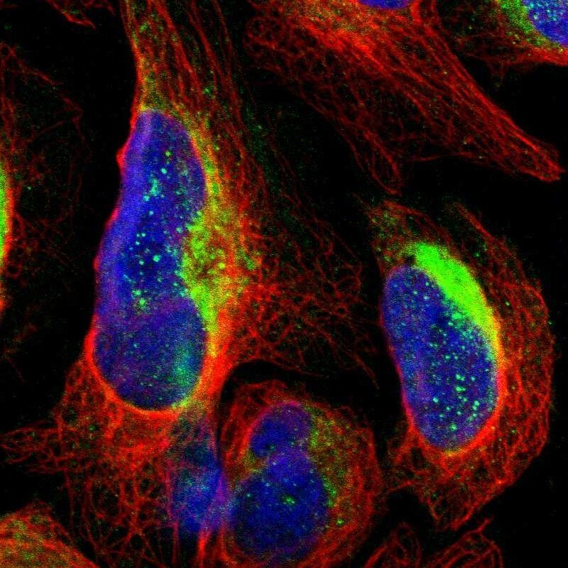 RHOT2 Antibody - BSA Free Immunocytochemistry/ Immunofluorescence: RHOT2 Antibody [NBP1-88982]