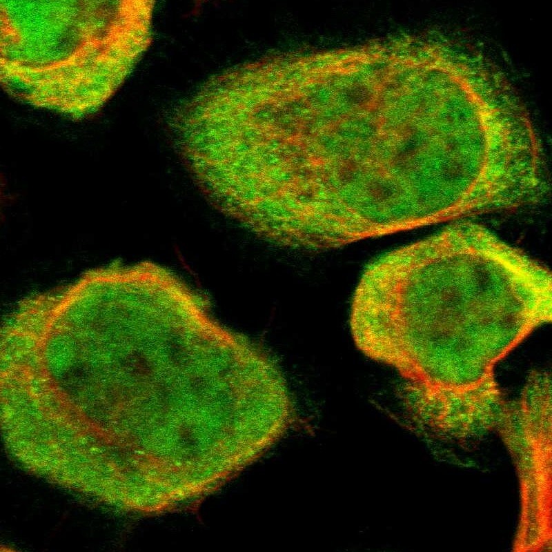 ATG4C Antibody - BSA Free Immunocytochemistry/ Immunofluorescence: ATG4C Antibody [NBP1-89043]