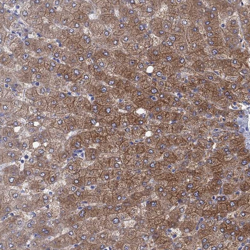Aldehyde Oxidase 1/AOX1 Antibody Immunohistochemistry-Paraffin: Aldehyde Oxidase 1/AOX1 Antibody [NBP1-89071]