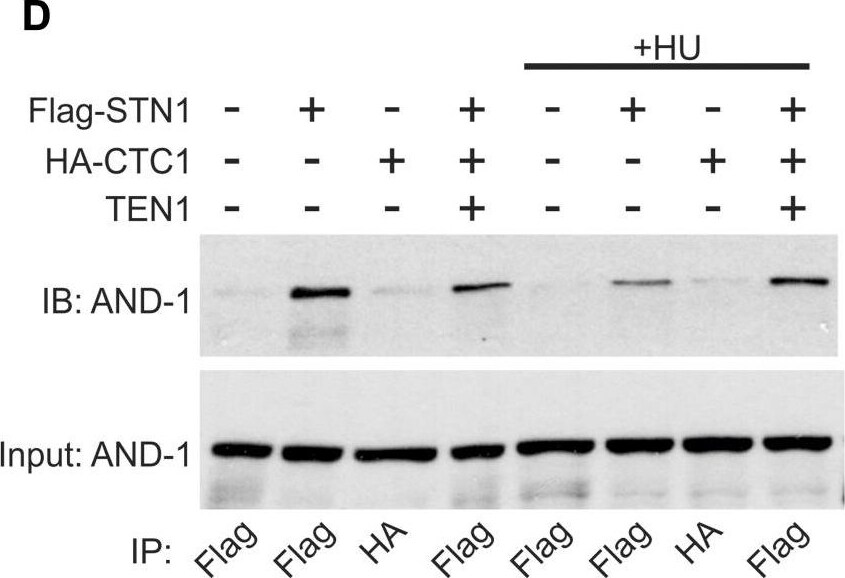 WDHD1 Antibody