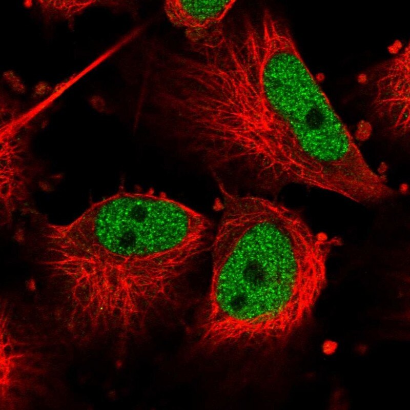 Cdc27 Antibody - BSA Free Immunocytochemistry/ Immunofluorescence: Cdc27 Antibody [NBP1-89095]