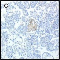 CIAPIN1 Antibody