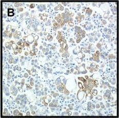 CIAPIN1 Antibody