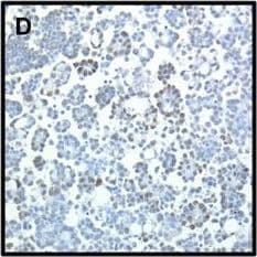 CIAPIN1 Antibody