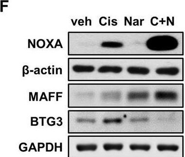 BTG3 Antibody - BSA Free
