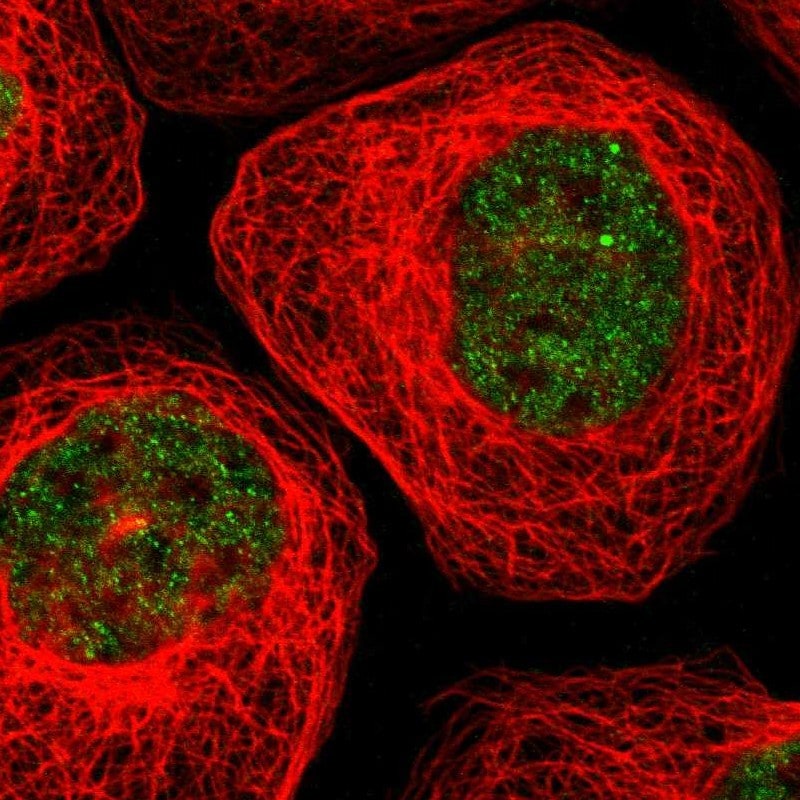 TDP-43/TARDBP Antibody - BSA Free Immunocytochemistry/ Immunofluorescence: TDP-43/TARDBP Antibody [NBP1-89116]