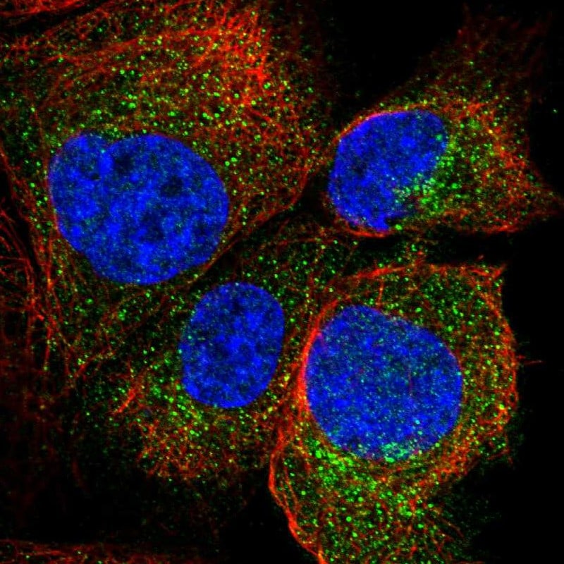 AKR1A1 Antibody - BSA Free Immunocytochemistry/ Immunofluorescence: AKR1A1 Antibody [NBP1-89122]