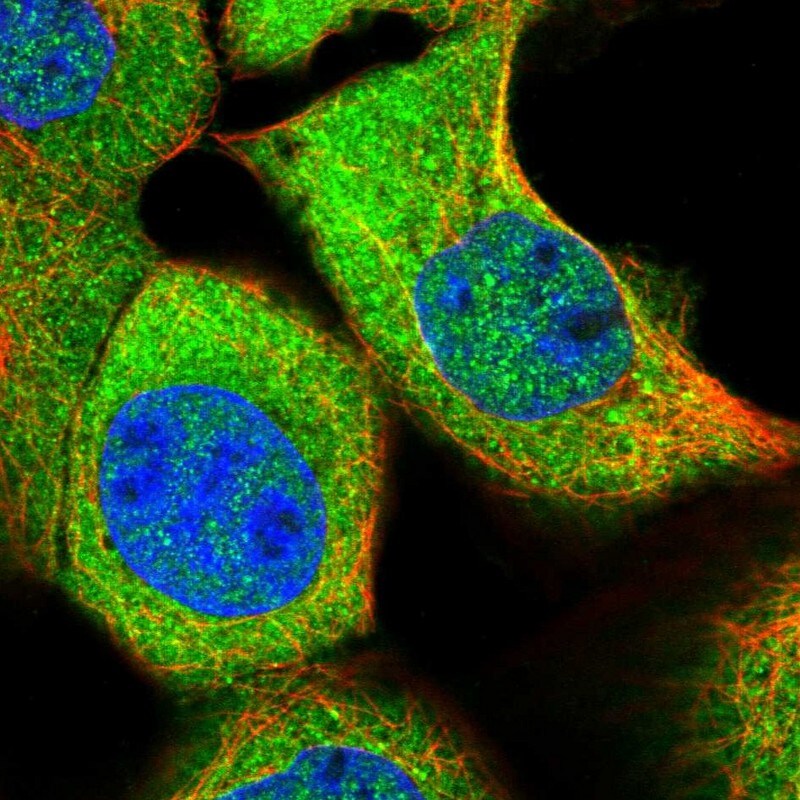 ASZ1 Antibody - BSA Free Immunocytochemistry/ Immunofluorescence: ASZ1 Antibody [NBP1-89130]