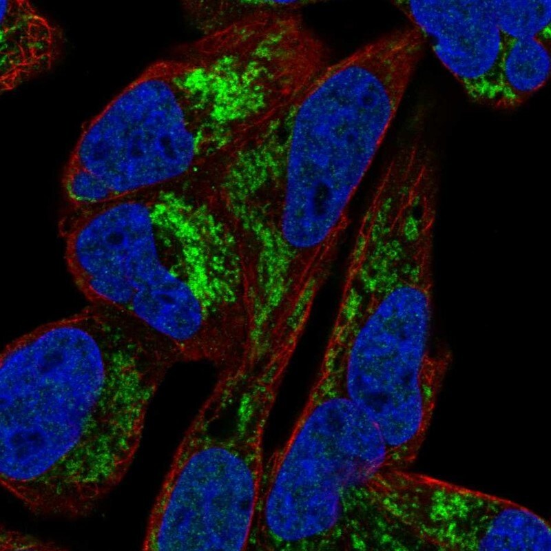 ARMCX1 Antibody - BSA Free Immunocytochemistry/ Immunofluorescence: ARMCX1 Antibody [NBP1-89145]
