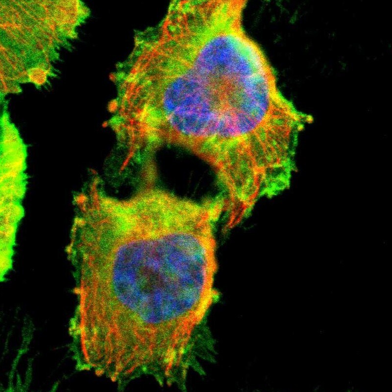 AKAP12 Antibody - BSA Free Immunocytochemistry/ Immunofluorescence: AKAP12 Antibody [NBP1-89168]