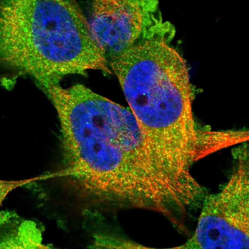 WWP1 Antibody - BSA Free Immunocytochemistry/ Immunofluorescence: WWP1 Antibody [NBP1-89179]