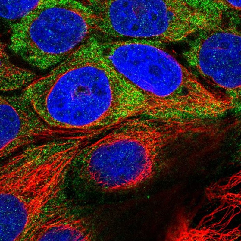 USH1C Antibody - BSA Free Immunocytochemistry/ Immunofluorescence: USH1C Antibody [NBP1-89190]