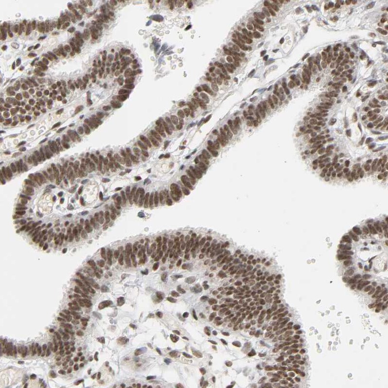 NCOA6 Antibody - BSA Free Immunohistochemistry-Paraffin: NCOA6 Antibody [NBP1-89193]