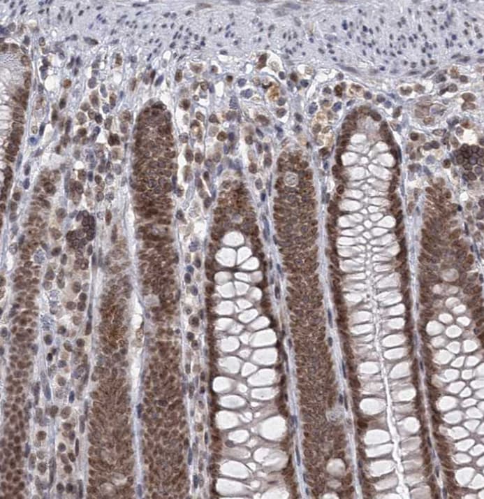 TREX1 Antibody - BSA Free
