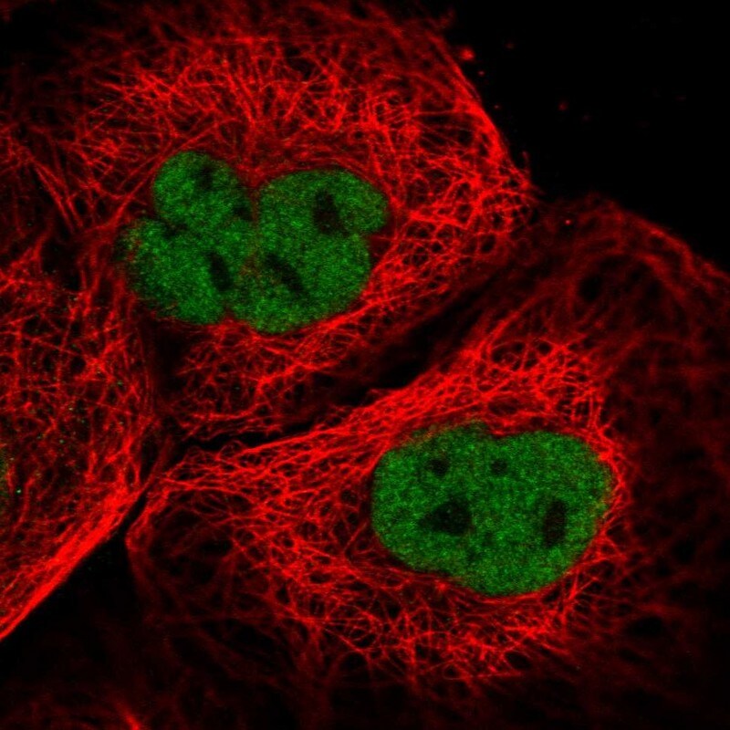 CASC5 Antibody - BSA Free Immunocytochemistry/ Immunofluorescence: CASC5 Antibody - BSA Free [NBP1-89223]