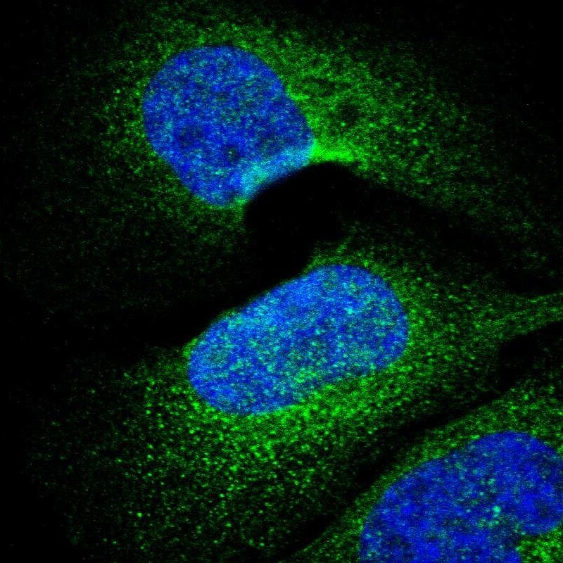 PARP4 Antibody - BSA Free Immunocytochemistry/ Immunofluorescence: PARP4 Antibody [NBP1-89232]