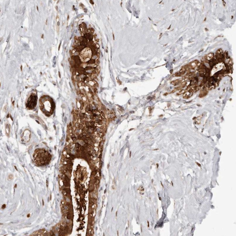 GFOD1 Antibody - BSA Free Immunohistochemistry-Paraffin: GFOD1 Antibody [NBP1-89239]