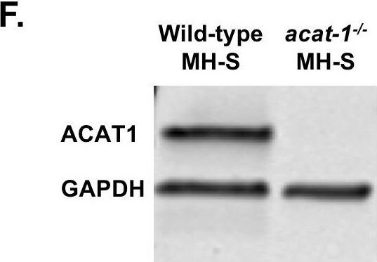 ACAT1 Antibody
