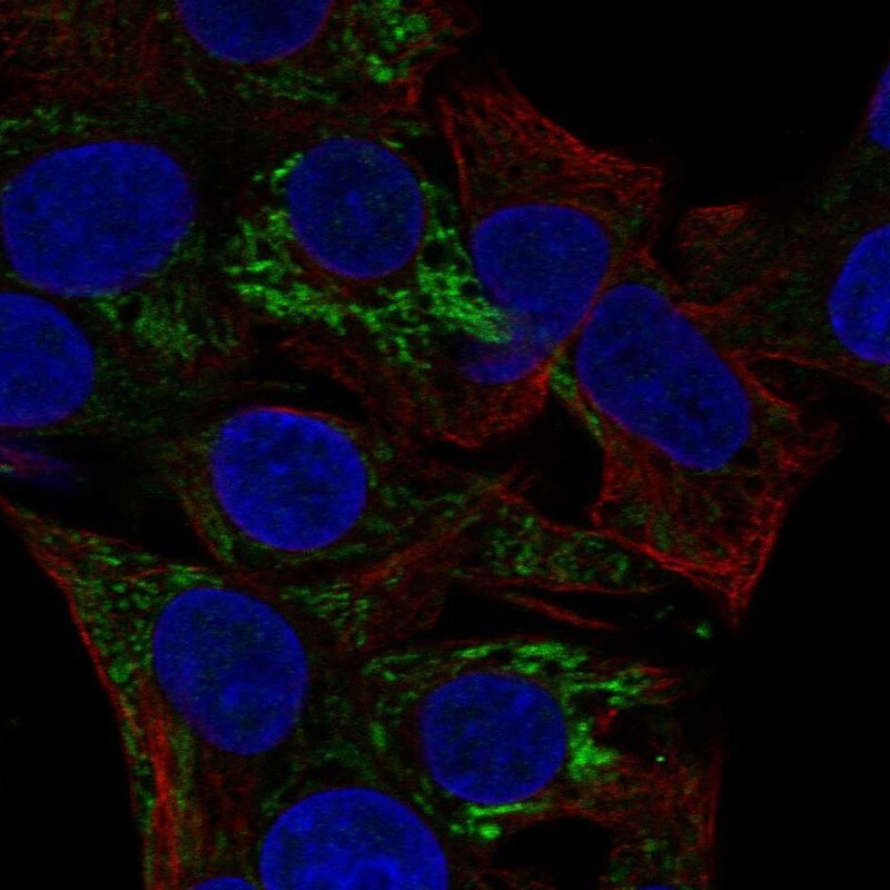 ACADS Antibody - BSA Free Immunocytochemistry/ Immunofluorescence: ACADS Antibody [NBP1-89290]