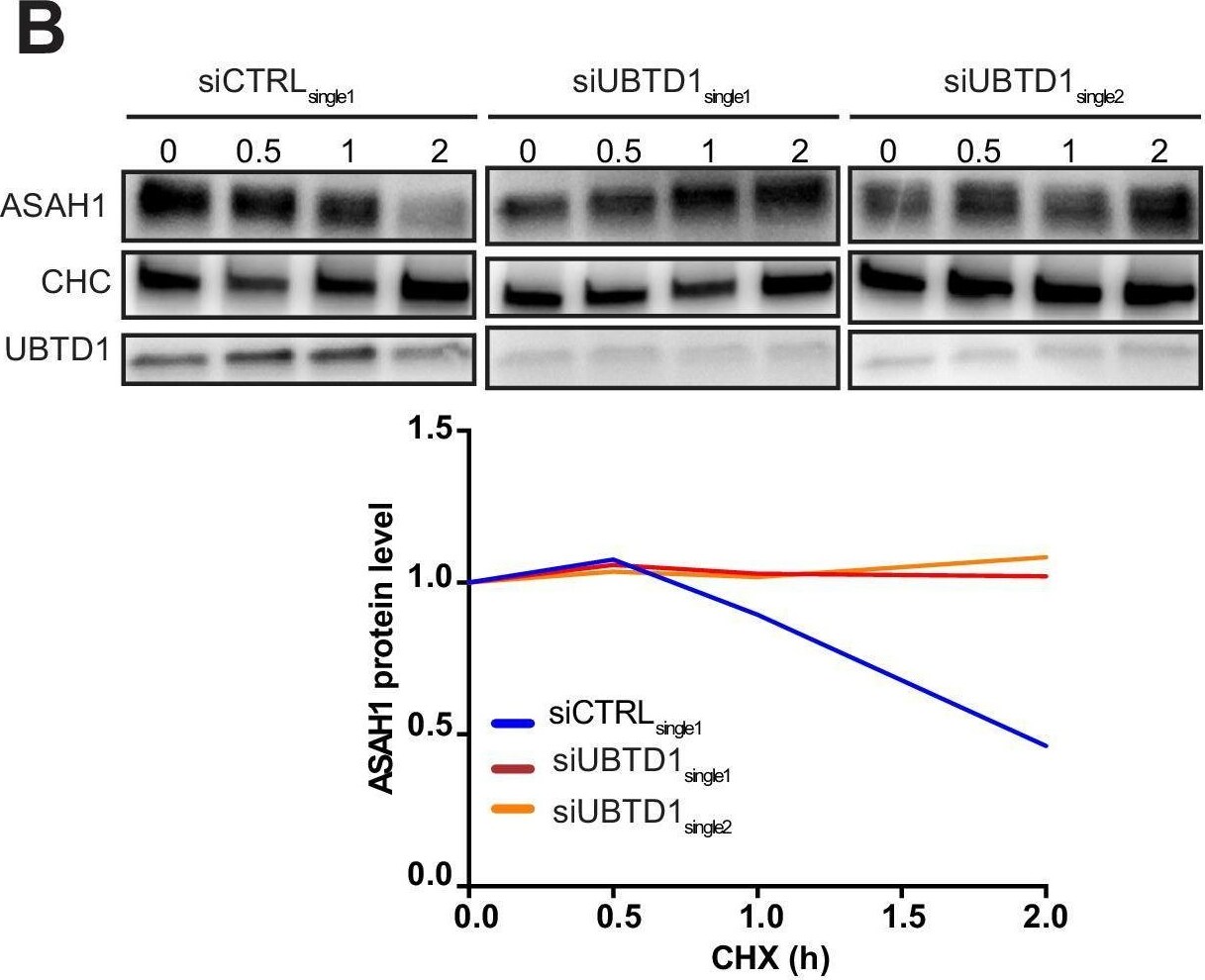 ASAH1 Antibody - BSA Free