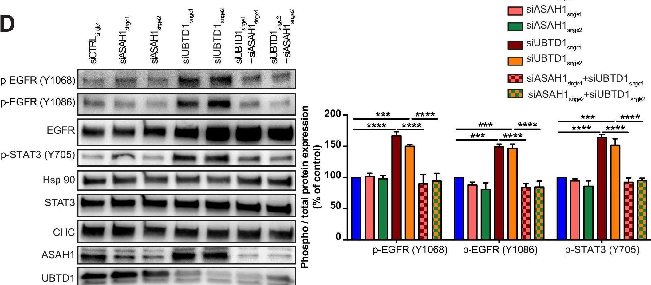 ASAH1 Antibody - BSA Free