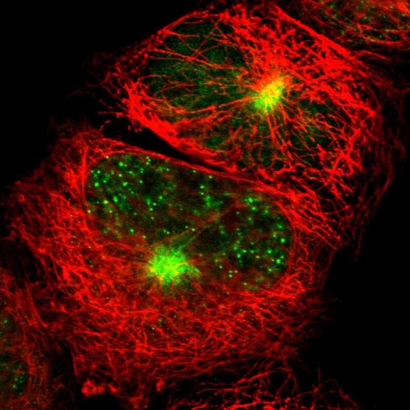 LMTK2 Antibody - BSA Free Immunocytochemistry/ Immunofluorescence: LMTK2 Antibody [NBP1-89320]
