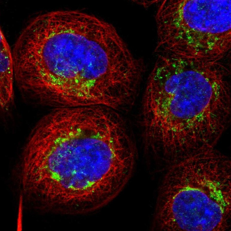 AARS2 Antibody - BSA Free Immunocytochemistry/ Immunofluorescence: AARS2 Antibody [NBP1-89323]