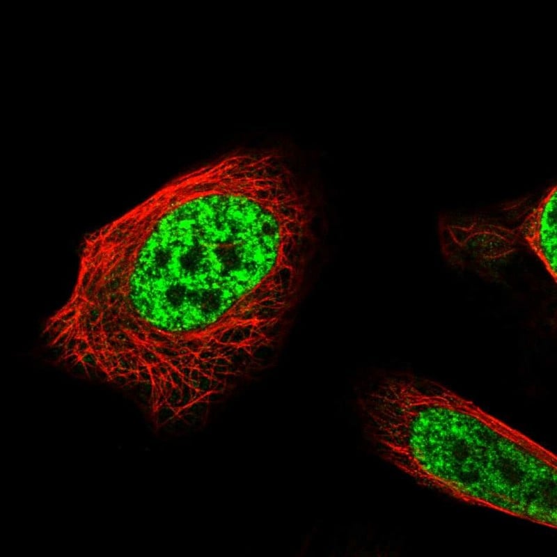 API5 Antibody - BSA Free Immunocytochemistry/ Immunofluorescence: API5 Antibody [NBP1-89326]