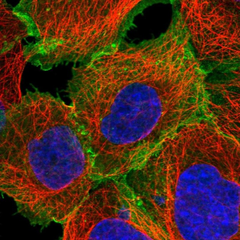 SLC1A5 Antibody - BSA Free Immunocytochemistry/ Immunofluorescence: SLC1A5 Antibody [NBP1-89327]