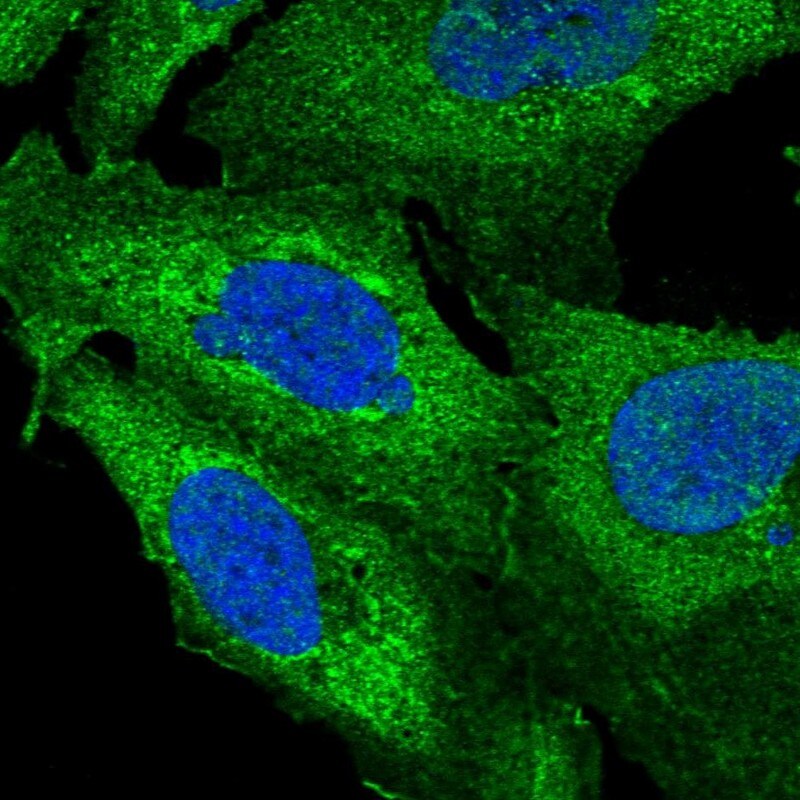 ZNF2 Antibody - BSA Free Immunocytochemistry/ Immunofluorescence: ZNF2 Antibody [NBP1-89340]