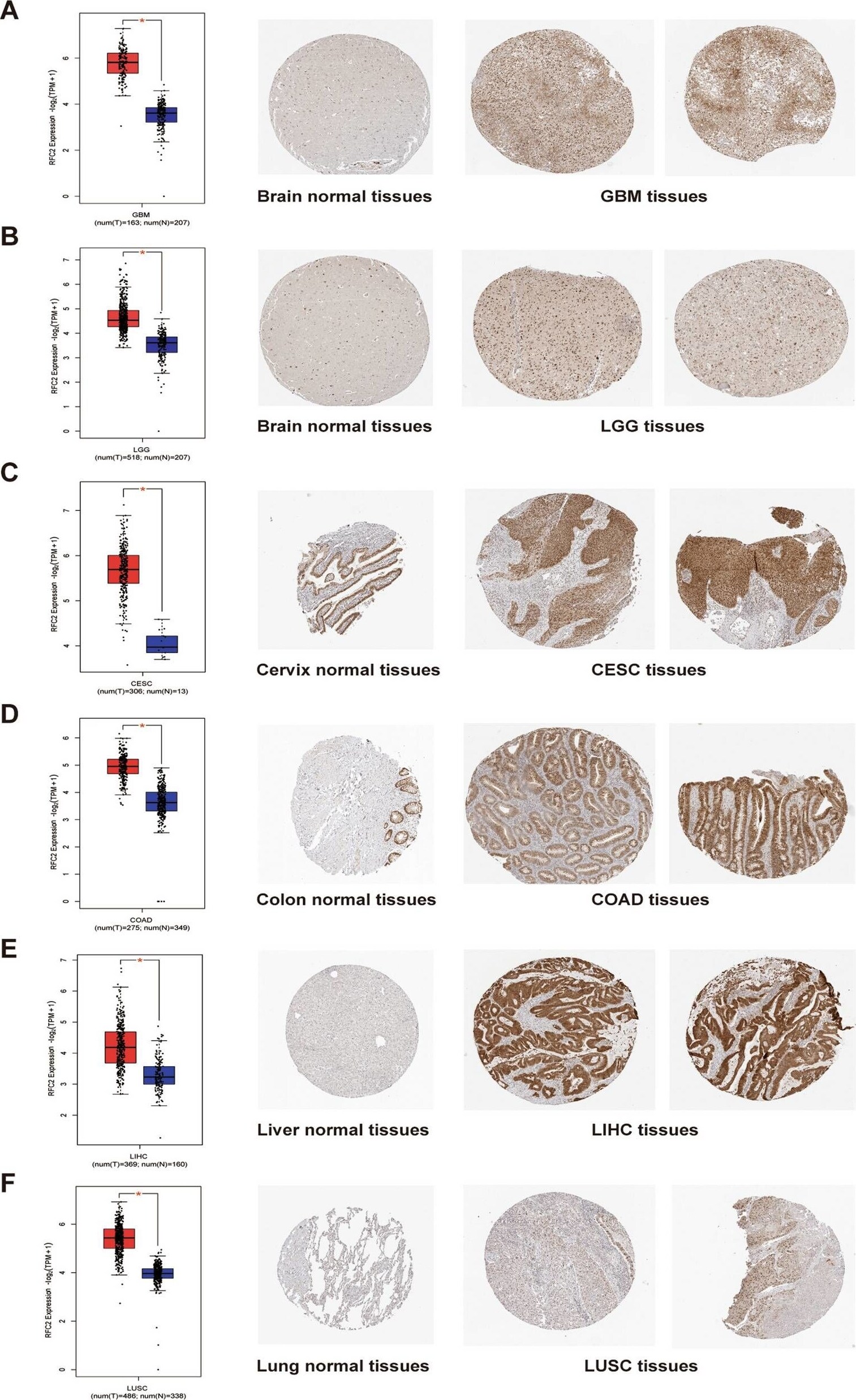 RFC2 Antibody